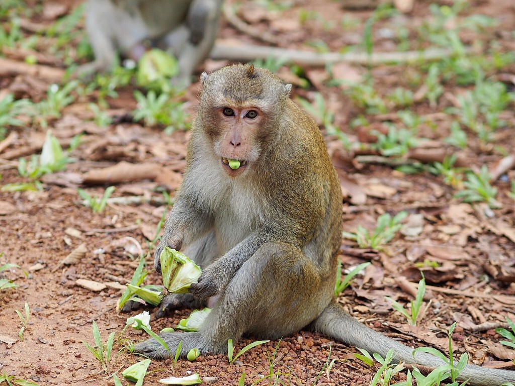 … and a mischievous monkey